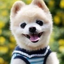 娱乐吃瓜宠物小说,娱乐圈宠物的甜蜜日常