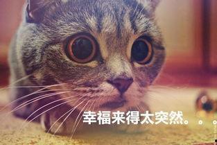 猫猫永不为奴娱乐吃瓜酱
